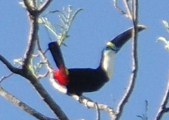 Ramphastos tucanus cuvieri