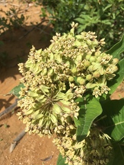 Asclepias notha