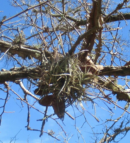 Foto de Cravo-do-mato