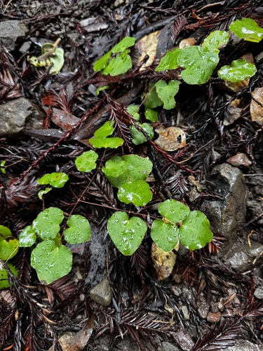Vancouveria planipetala