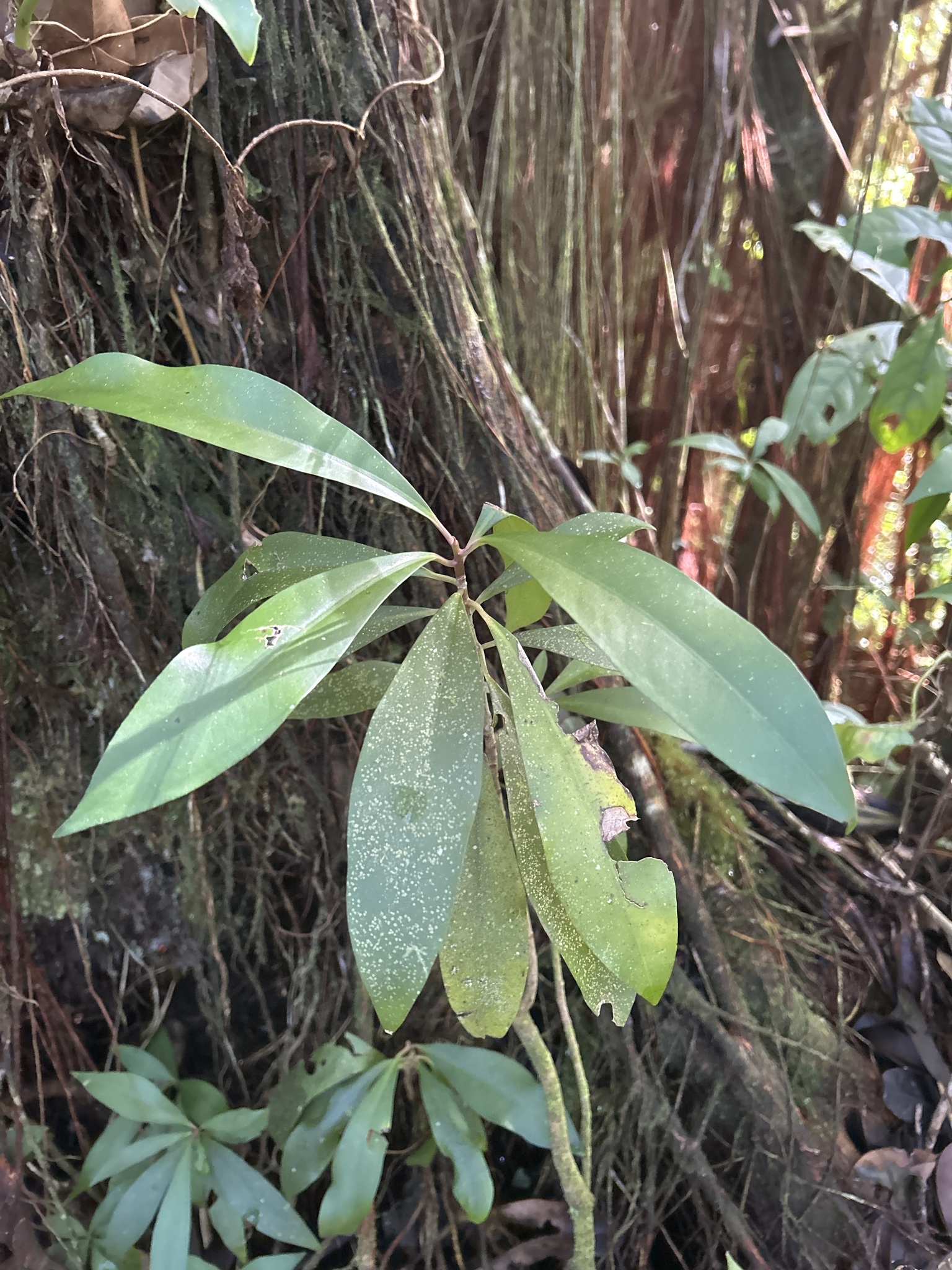 Imagem de Café-de-bugre