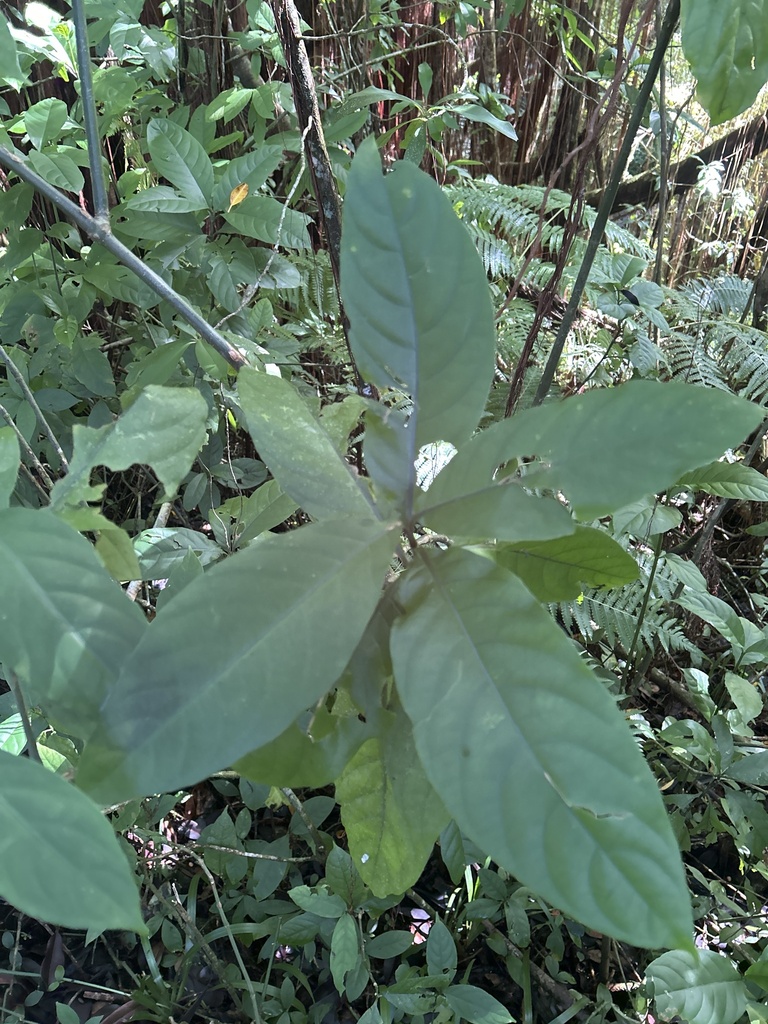 Foto de Odontonema