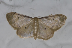 Idaea politaria