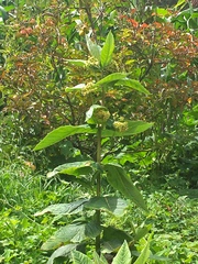 Asclepias notha