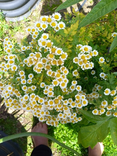 Foto de Camomila