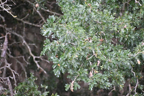 Ebano
