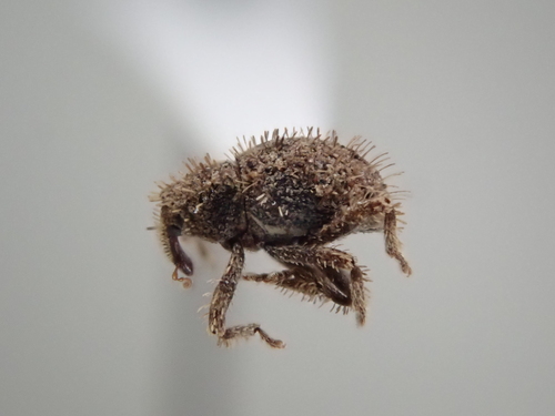 Microcryptorhynchus, 2024-02-24