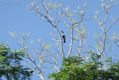 Ramphastos tucanus cuvieri