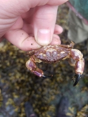 Lophopanopeus bellus