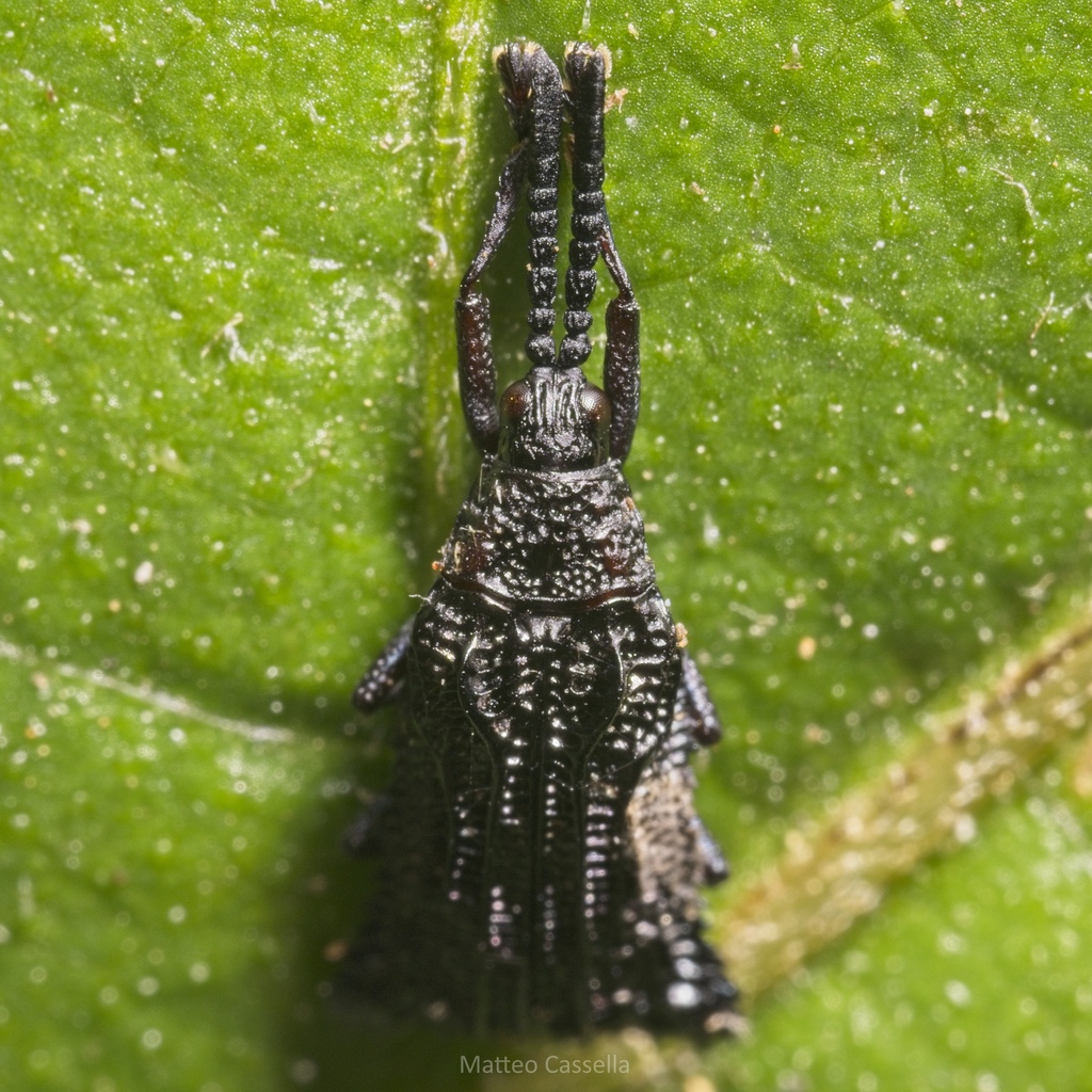 Euprionota