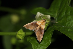 Agrotera nemoralis