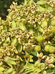 Asclepias notha