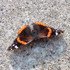 Vanessa atalanta