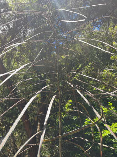 Foto de Lancewood