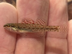 Brown Darter photo 3