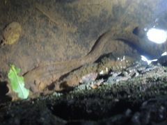 Synbranchus marmoratus