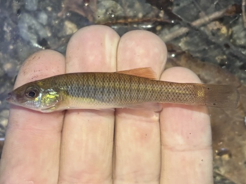 Seminole killifish (Fundulus seminolis) — Fundulidae — 2