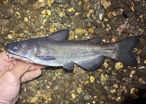 White Catfish