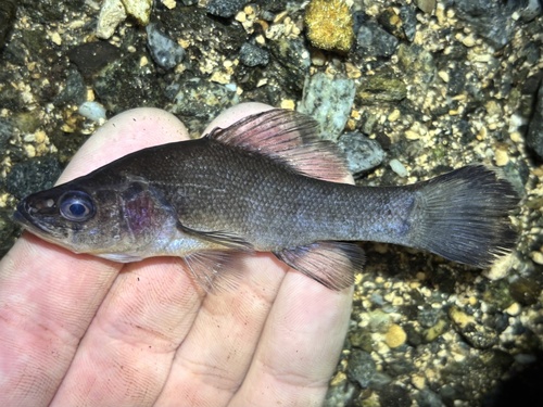 Lowland Pirate Perch (Aphredoderus retrodorsalis) · iNaturalist