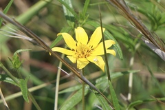 Helianthus porteri