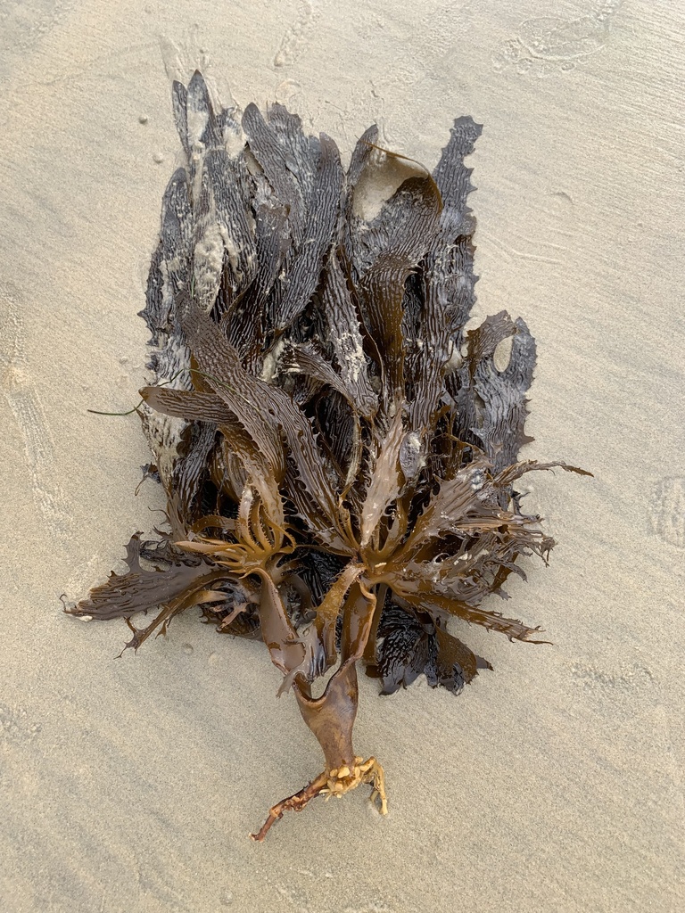 Photo of Southern Kelp (Eisenia arborea)