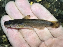 Speckled Madtom photo 2