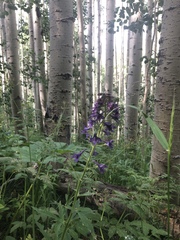 Delphinium barbeyi