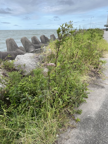 Foto de Assa-peixe, língua-de-vaca, chamarrita, erva-de-mula, orelha-de-mula, mata-pasto, chamarita, chambarita, erva-de-laguna, laguneira