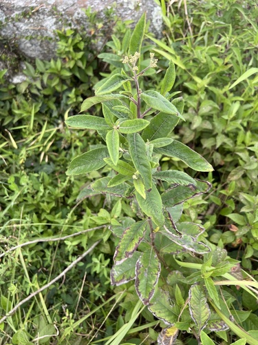 Foto de Assa-peixe, língua-de-vaca, chamarrita, erva-de-mula, orelha-de-mula, mata-pasto, chamarita, chambarita, erva-de-laguna, laguneira