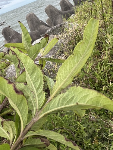 Foto de Assa-peixe, língua-de-vaca, chamarrita, erva-de-mula, orelha-de-mula, mata-pasto, chamarita, chambarita, erva-de-laguna, laguneira