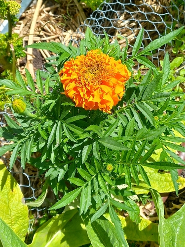 African Marigold (Tagetes erecta)