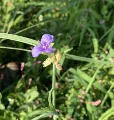 Tradescantia gigantea