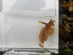 Nautichthys oculofasciatus