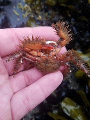 Hapalogaster mertensii