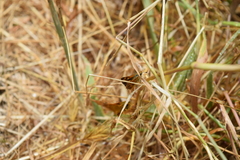 Ochlodes agricola