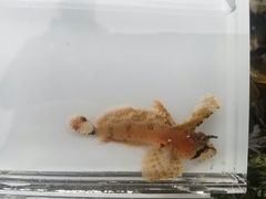 Nautichthys oculofasciatus