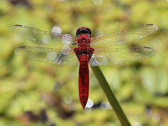 Urothemis aliena