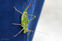 Ephippigerida diluta