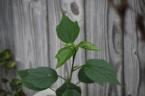 Hibisco-colibri