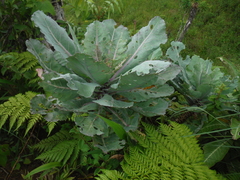 Brassica oleracea acephala