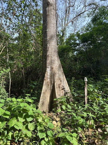 Sterculia apetala - Whole tree