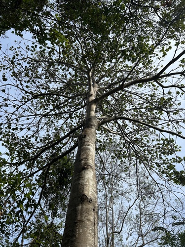 Sterculia apetala - Leaves