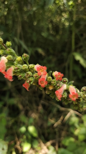 Foto de Canela-de-ema