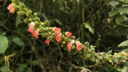 Foto de Canela-de-ema