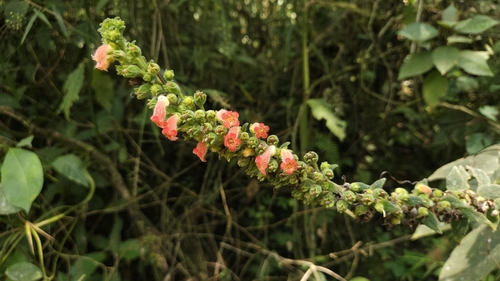 Foto de Canela-de-ema