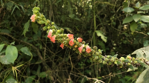 Foto de Canela-de-ema