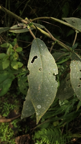 Foto de Canela-de-ema