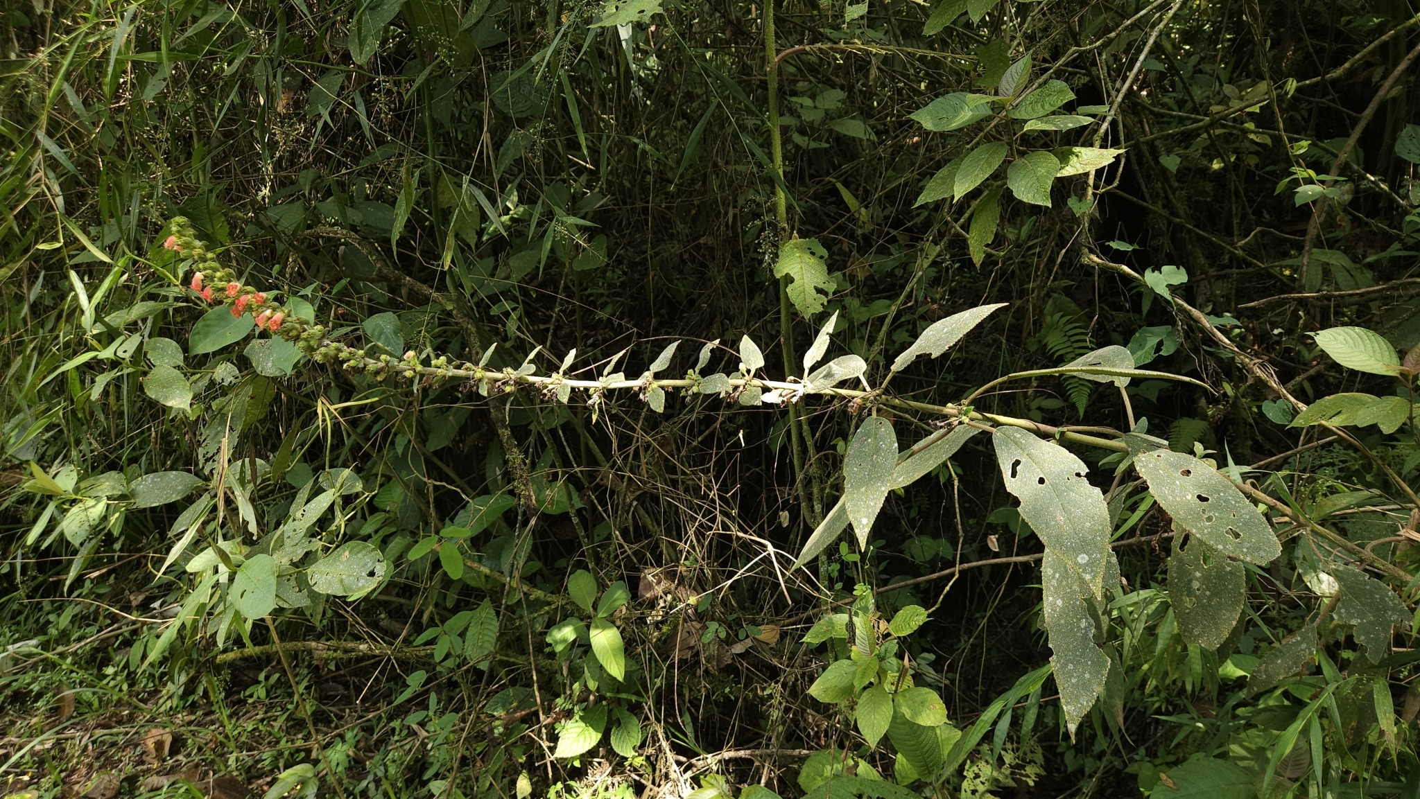 Imagem de Canela-de-ema