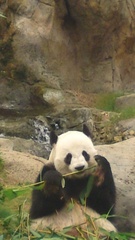 Ailuropoda melanoleuca