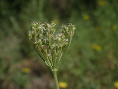 Perideridia parishii parishii